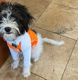 Keeping Your Fur-Baby Sun-Safe