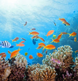reef
