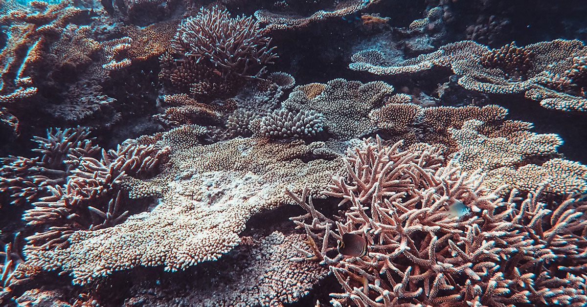 coral reef system