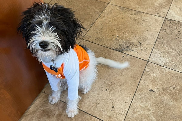 Keeping Your Fur-Baby Sun-Safe