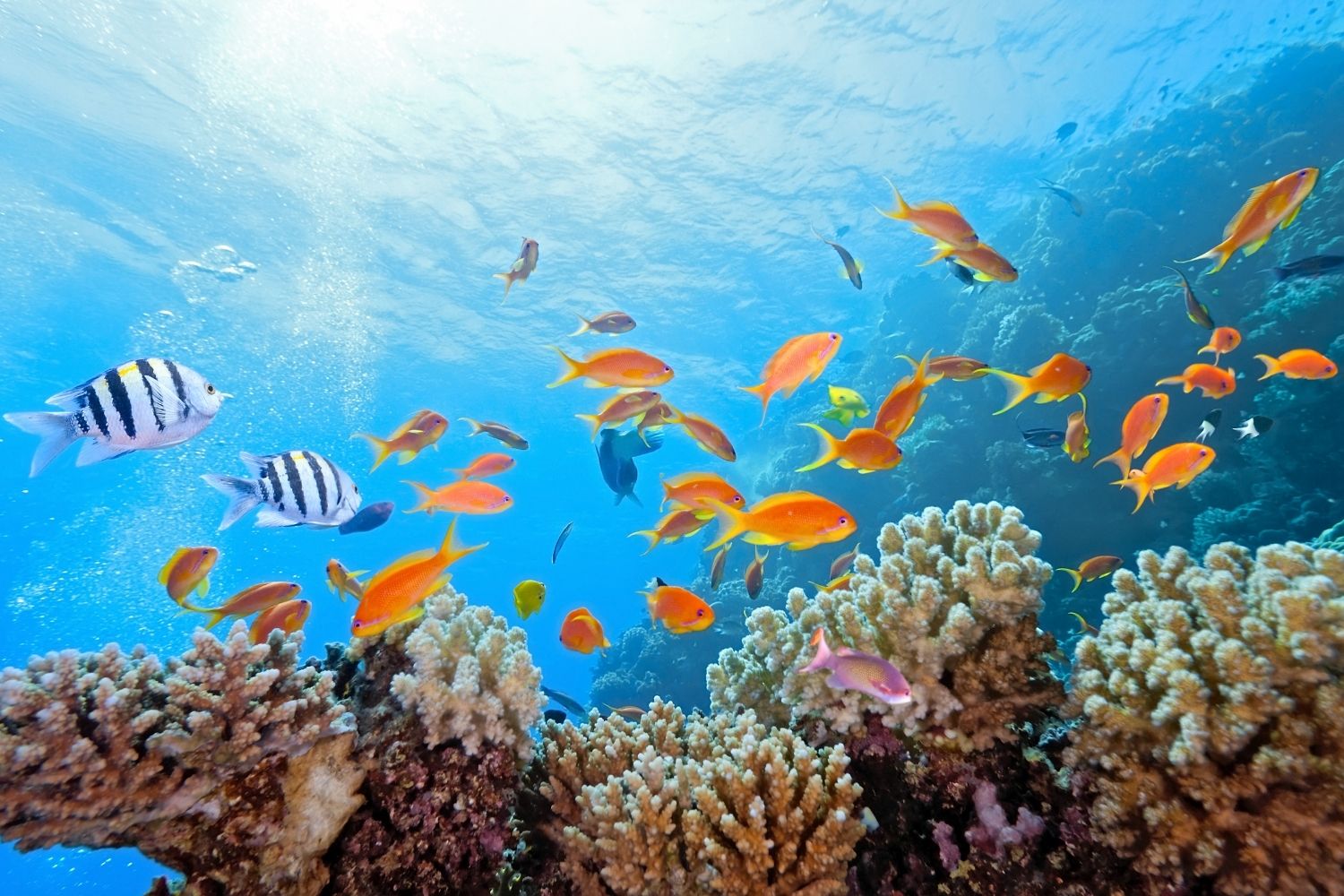 reef