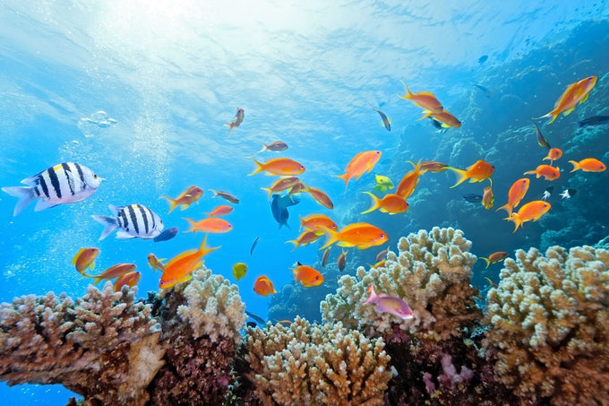reef