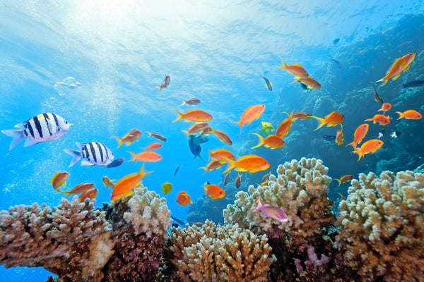 reef