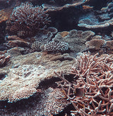 coral reef system