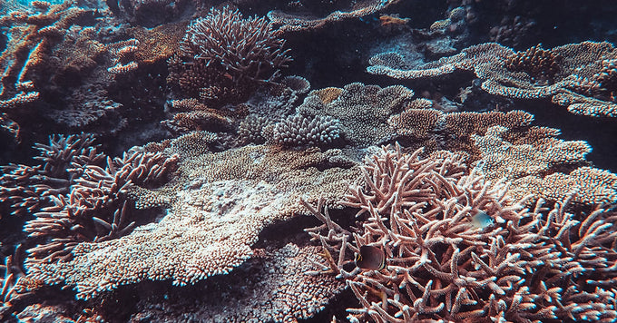 coral reef system